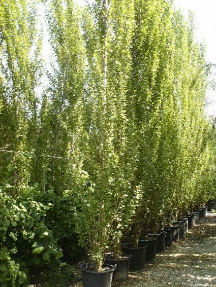  Italiaanse Populier (Populus Nigra 'Italica')