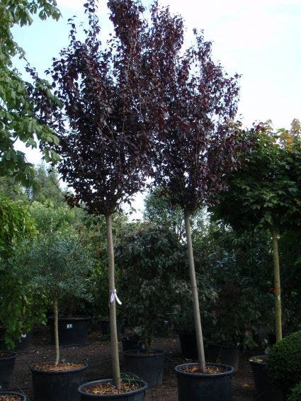  Rode Kerspruim Als Boom (Prunus Cerasifera 'Nigra')