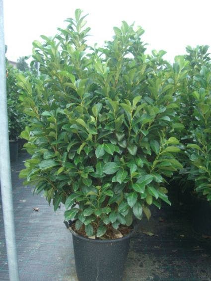  Laurier (Prunus Laurocerasus 'Etna')