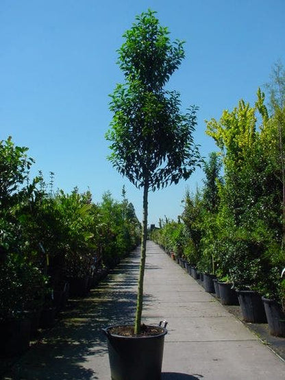  Portugese Laurier Als Boom (Prunus Lusitanica 'Angustifolia')