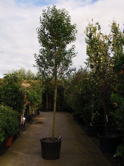  Portugese Laurier Als Boom (Prunus Lusitanica 'Angustifolia')