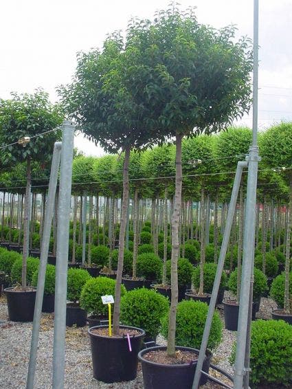  Portugese Laurier Als Boom (Prunus Lusitanica)