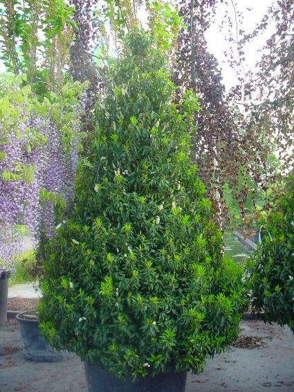  Portugese Laurier, Piramide (Prunus Lusitanica )