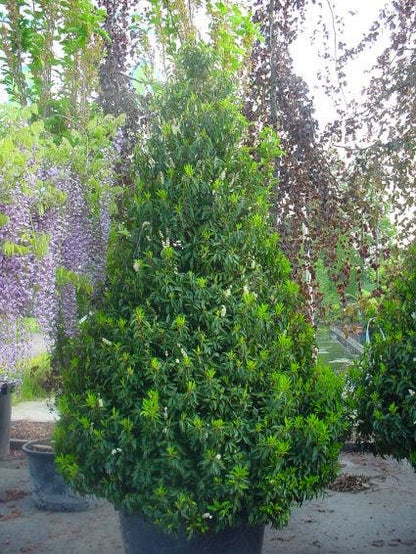  Portugese Laurier, Piramide (Prunus Lusitanica )