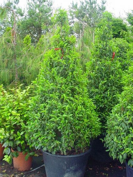  Portugese Laurier, Piramide (Prunus Lusitanica )
