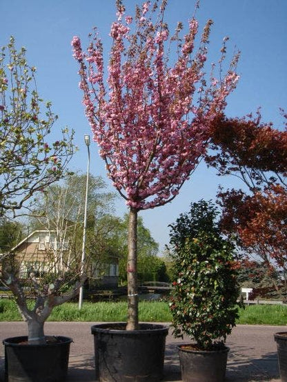  Japanse Sierkers (Prunus Serrulata 'Kanzan')