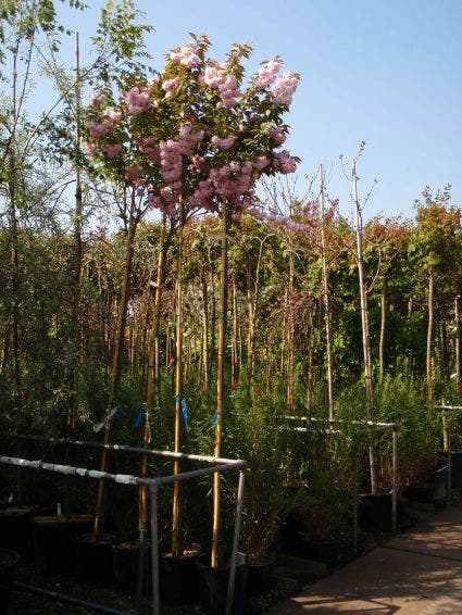  Japanse Sierkers (Prunus Serrulata 'Kanzan')