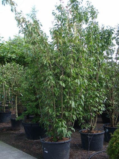  Sierkers, Struikvorm (Prunus Serrulata 'Kanzan')