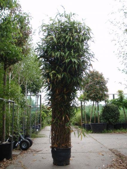  Bamboe (Pseudosasa Japonica)