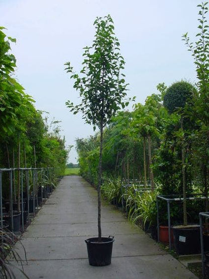  Chinese Sierpeer (Pyrus Calleryana 'Chanticleer')