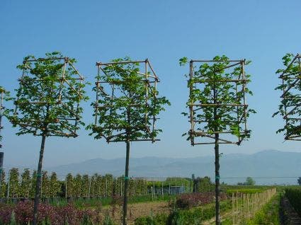  Sierpeer In Kubusvorm (Pyrus Calleryana 'Chanticleer')