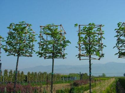  Sierpeer In Kubusvorm (Pyrus Calleryana 'Chanticleer')