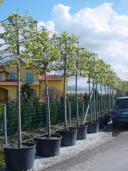  Sierpeer In Kubusvorm (Pyrus Calleryana 'Chanticleer')