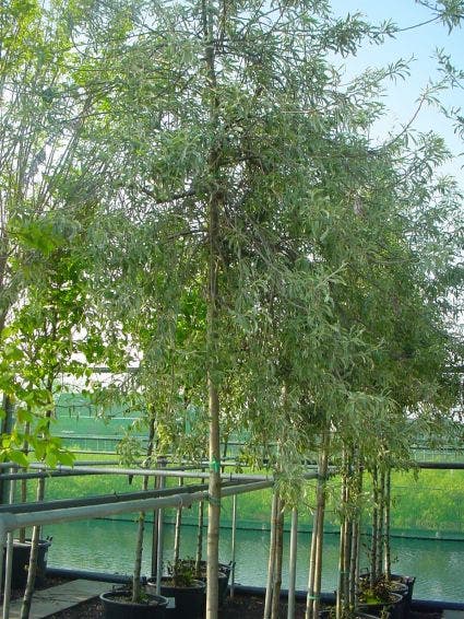  Treursierpeer (Pyrus Salicifolia 'Pendula')