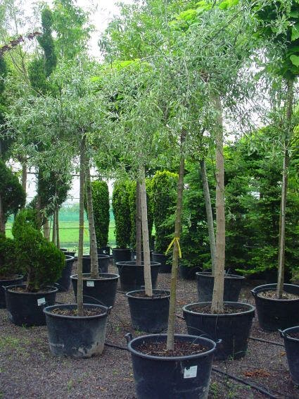  Treursierpeer (Pyrus Salicifolia 'Pendula')