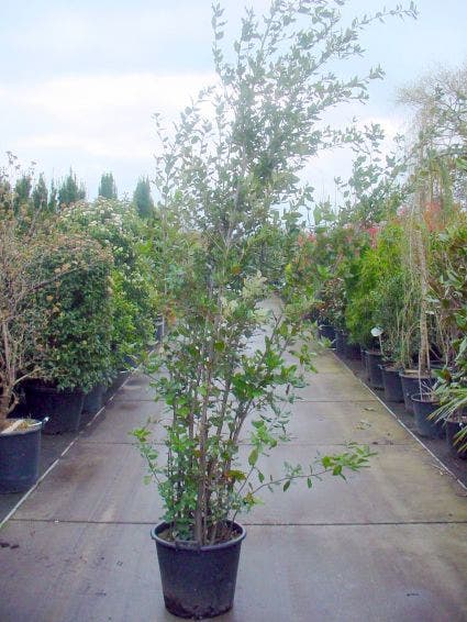  Steeneik Als Struik (Quercus Ilex)