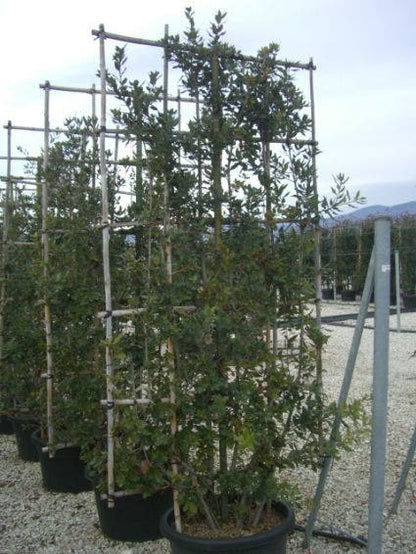  Steeneik Als Leivorm (Quercus Ilex)