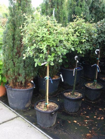  Steeneik Op Stam (Quercus Ilex)