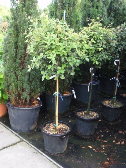  Steeneik Op Stam (Quercus Ilex)