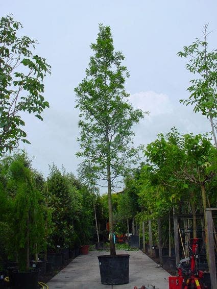  Moeraseik (Quercus Palustris)