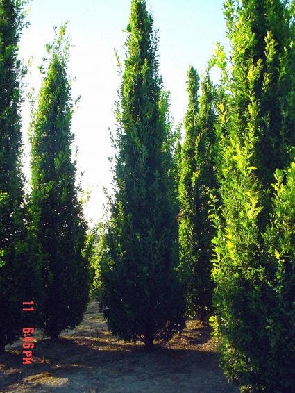  Zomereik Als Zuilboom (Quercus Robur 'Fastigiata')