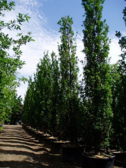  Zomereik Als Zuilboom (Quercus Robur 'Fastigiata')