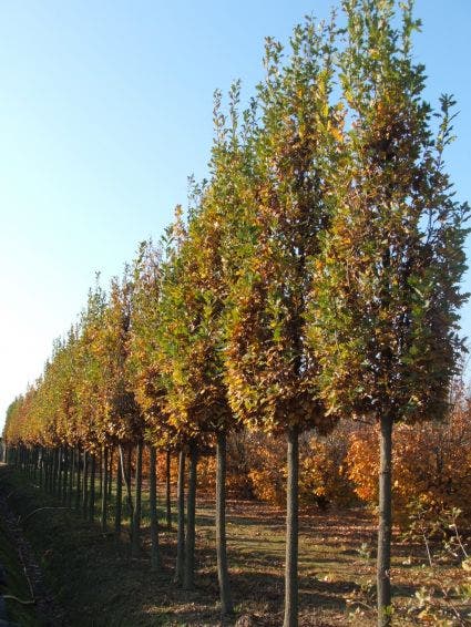  Zomereik Als Zuilboom (Quercus Robur 'Fastigiata Koster')