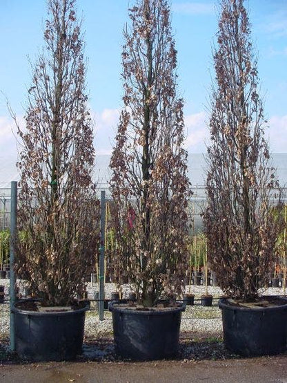  Zomereik Als Zuilboom (Quercus Robur 'Fastigiata')