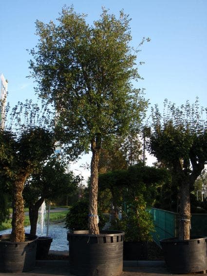  Kurkeik (Quercus Suber)