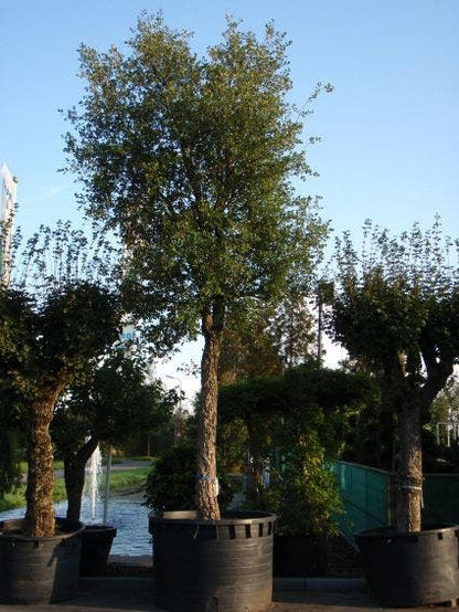  Kurkeik (Quercus Suber)