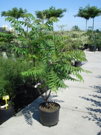  Fluweelboom, Struik (Rhus Typhina)