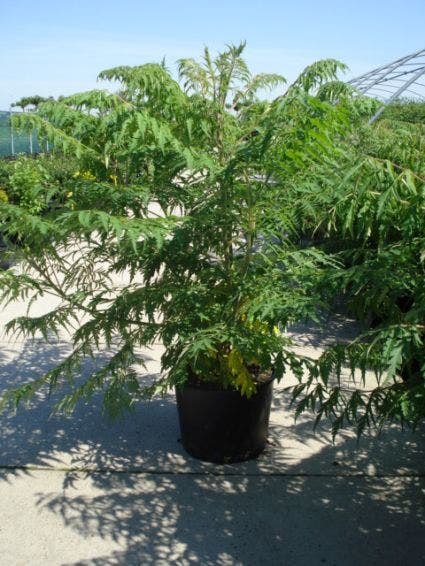  Fluweelboom, Struik (Rhus Typhina 'Dissecta' (Laciniata))