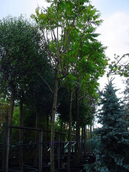  Fluweelboom (Rhus Typhina 'Dissecta' (laciniata))
