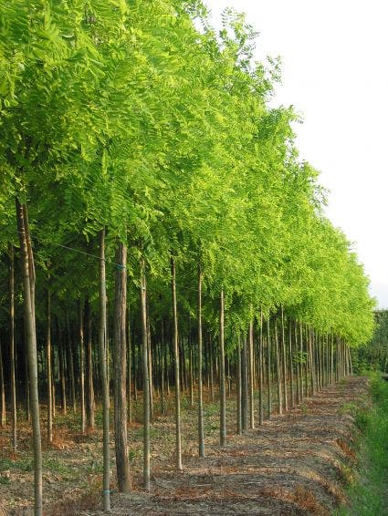  Gele Acacia (Robinia Pseudoacacia 'Frisia')
