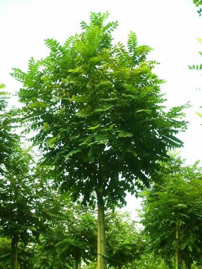  Bolacacia (Robinia Pseudoacacia 'Umbraculifera')