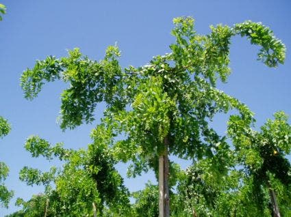  Acacia (Robinia 'Twisty Baby')