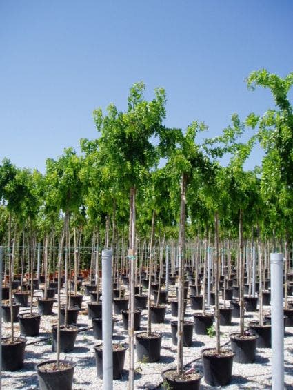  Acacia (Robinia 'Twisty Baby')