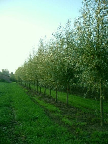  Knotwilg (Salix Alba)
