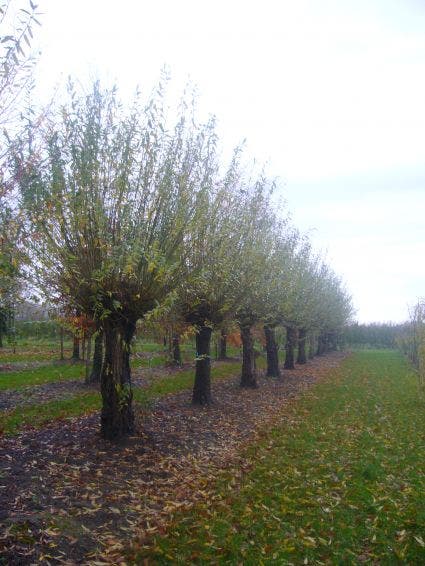  Knotwilg (Salix Alba)
