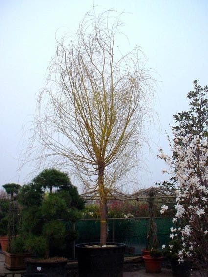 Gele Treurwilg (Salix Babylonica 'Aurea')