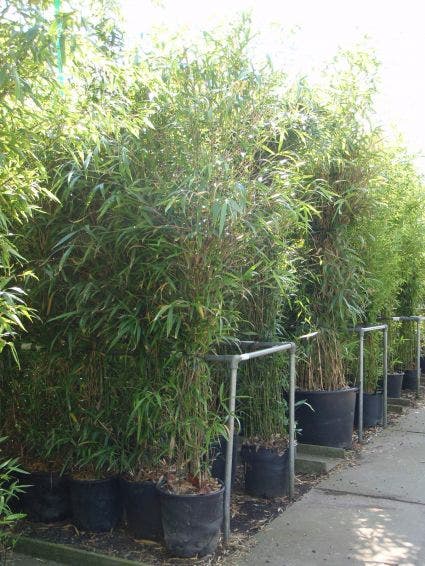  Bamboe (Semiarundinaria Fastuosa)