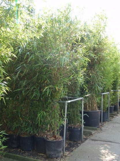  Bamboe (Semiarundinaria Fastuosa)