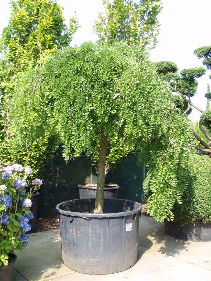  Honingboom (Sophora Japonica 'Pendula')