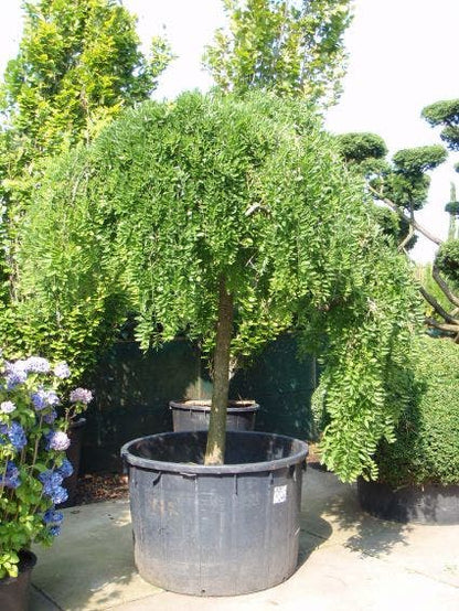  Honingboom (Sophora Japonica 'Pendula')