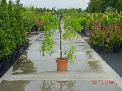  Honingboom Op Stam (Sophora Japonica 'Pendula')