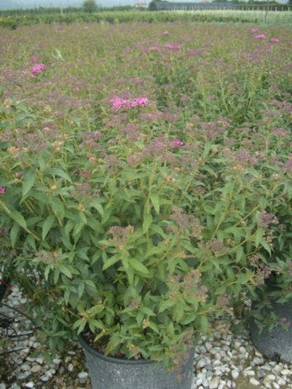  Spierstruik (Spiraea Japonica 'Anthony Waterer')