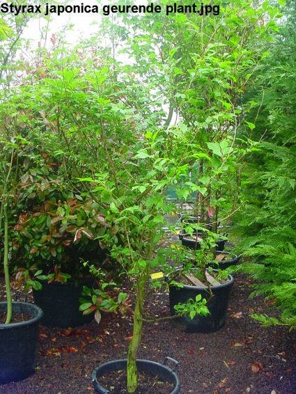  Storaxboom (Styrax Japonica)