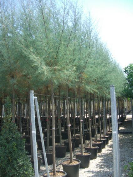  Tamarisk Als Boom (Tamarix Tetrandra)
