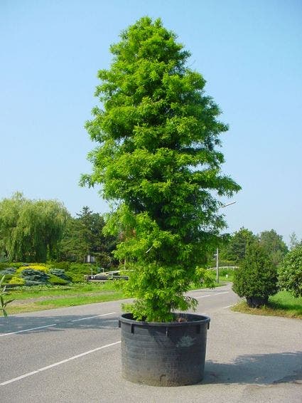  Moerascipres (Taxodium Distichum)