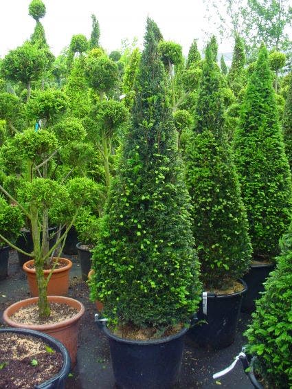  Taxus Als Kegel (Taxus Baccata)
